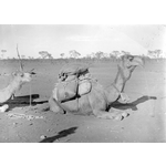 005626D: Laden camel resting