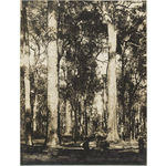 1458B/20a: Virgin forest at Wellington, Western Australia, ca. 1900.