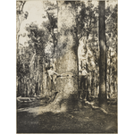1458B/21: Axemen stand on boards while felling a tree, Wellington, Western Australia, ca. 1900.