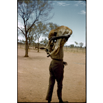 134257PD: Tjurpula Jamieson killing, butchering and cooking a kangaroo in a campfire near Cundeelee, 1977