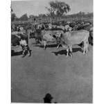 067245PD: Stock and horses in yards at Meda Station, 1915