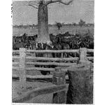 067247PD: Stock and horses in yards at Meda Station, 1915