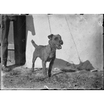 153657PD: Terrier champion, 1914
