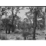 008495PD: Unidentified man in the bush, Wubin, 1922