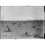 008788PD: Termite nests (white ant hills) on the Wongan Hills Mullewa Road, 1920