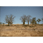 142277PD: Boab trees, Kununurra, August 1994
