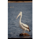 333752PD: A pelican, life in Mandurah, 12 May 1988