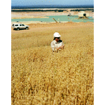 BA1119/7128-37: Botanist Anthea Pate at the Chandala mineral sands mine, 22 March 2001
