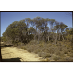148061PD: Acacia resinomarginea along Rabbit-Proof Fence, Bonnie Rock, ca. 1965-1984.