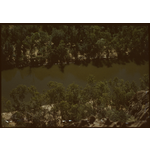 146150PD: Eight freshwater crocodiles bask in the river in Windjana Gorge, May 1962