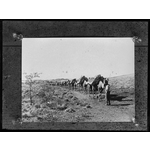 014964PD: Camel team leaving Marble Bar for Nullagine, 1911