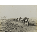BA3570/57: Camel team leaving Marble Bar for Nullagine, 1911