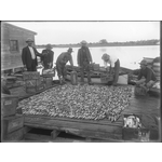 013819PD: A good haul of garfish at Mandurah, 1913
