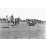 000830PD: Camel teams carrying firewood to Sons of Gwalia Gold Mine, ca.1901