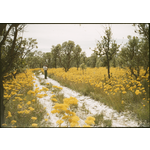 143625PD: Verticordia nitens, Yeal Swamp Track, Yanchep. Mike, Johnny McLay, January 1956.