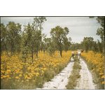 143633PD: Verticordia nitens, Yeal Swamp Track, Yanchep. Mike, Johnny McLay, January 1956.