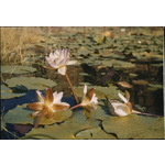 300601PD: Water lilies in Camera Pool, 1958-1959