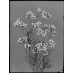 082538PD: Boronia cymosa 50