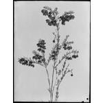 082505PD: Boronia megastigma 1936