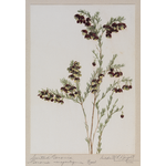 BA388/5a: Scented Boronia, Boronia megastigma Nees, hand coloured