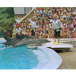 385295PD: The dolphin show at Atlantis Marine Park, Two Rocks, 17 December 1987