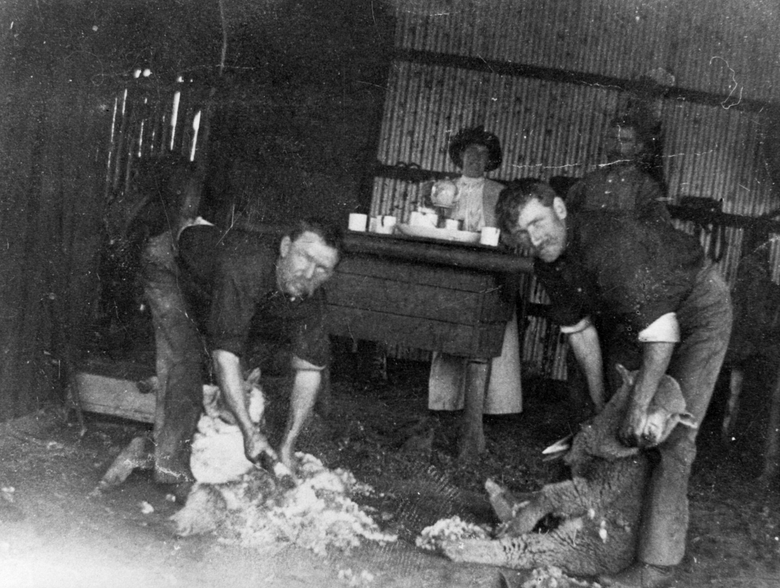 Shearers using hand blades for sheep shearing [picture] - JPG 467.2 KB