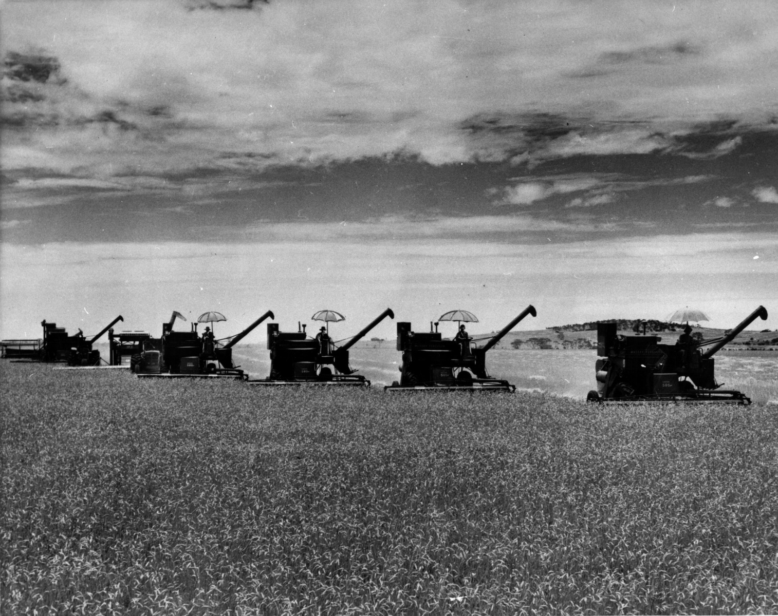 Wheat harvesting at Mingenew [picture] - JPG 559.5 KB