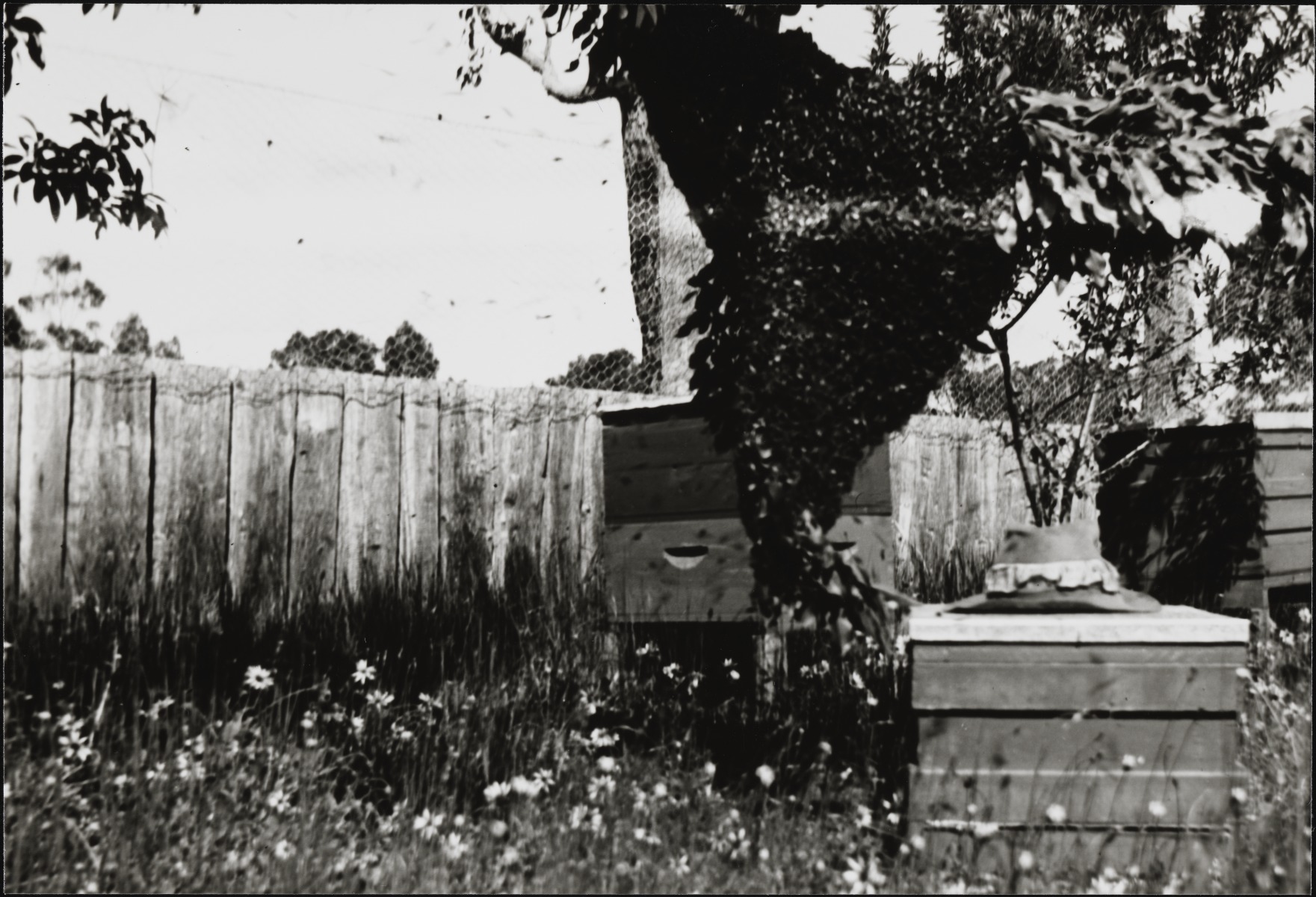 Beekeeping at Sturry Farm near Cranbrook. State Library of Western
