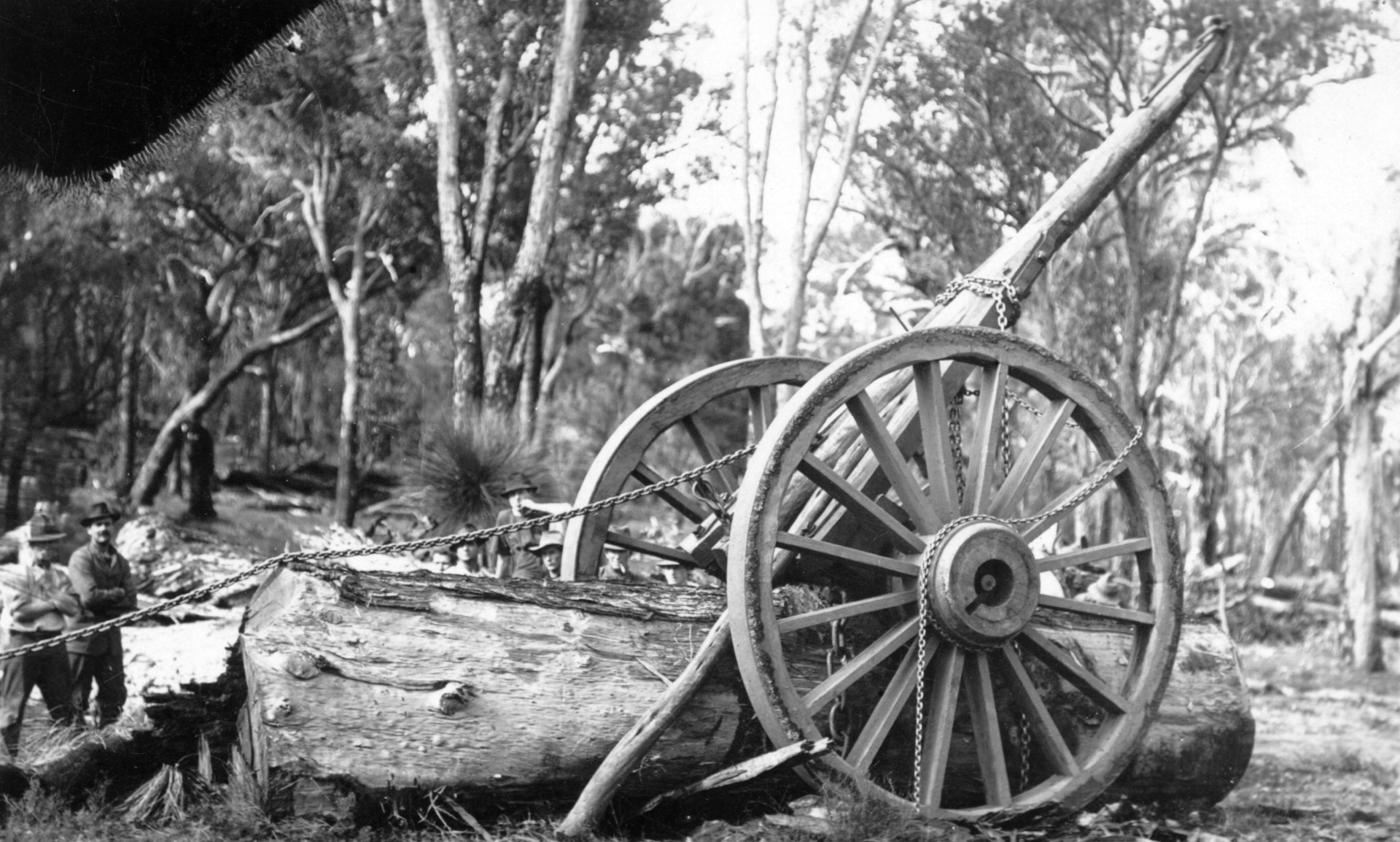 Demonstrating the use of a whim to haul timber [picture] - JPG 521.2 KB