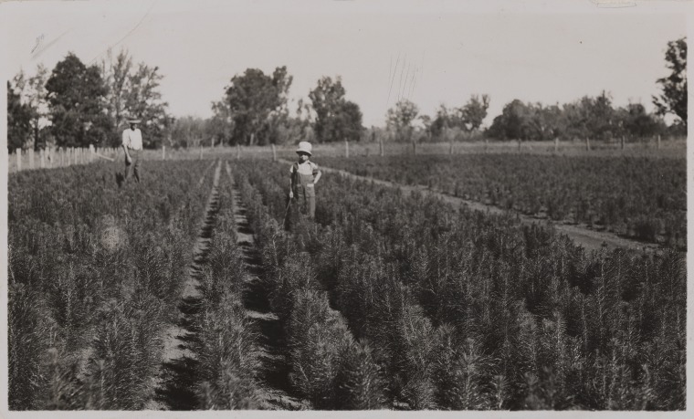 Growing Pine Seedlings At The Forests Department Hamel Nursery April   Slwa B2042956 10 