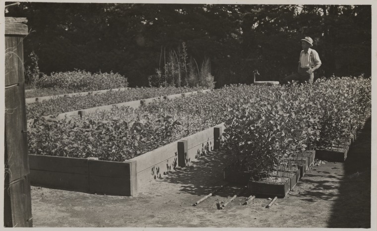 Growing Pine Seedlings At The Forests Department Hamel Nursery April   Slwa B2042956 7 