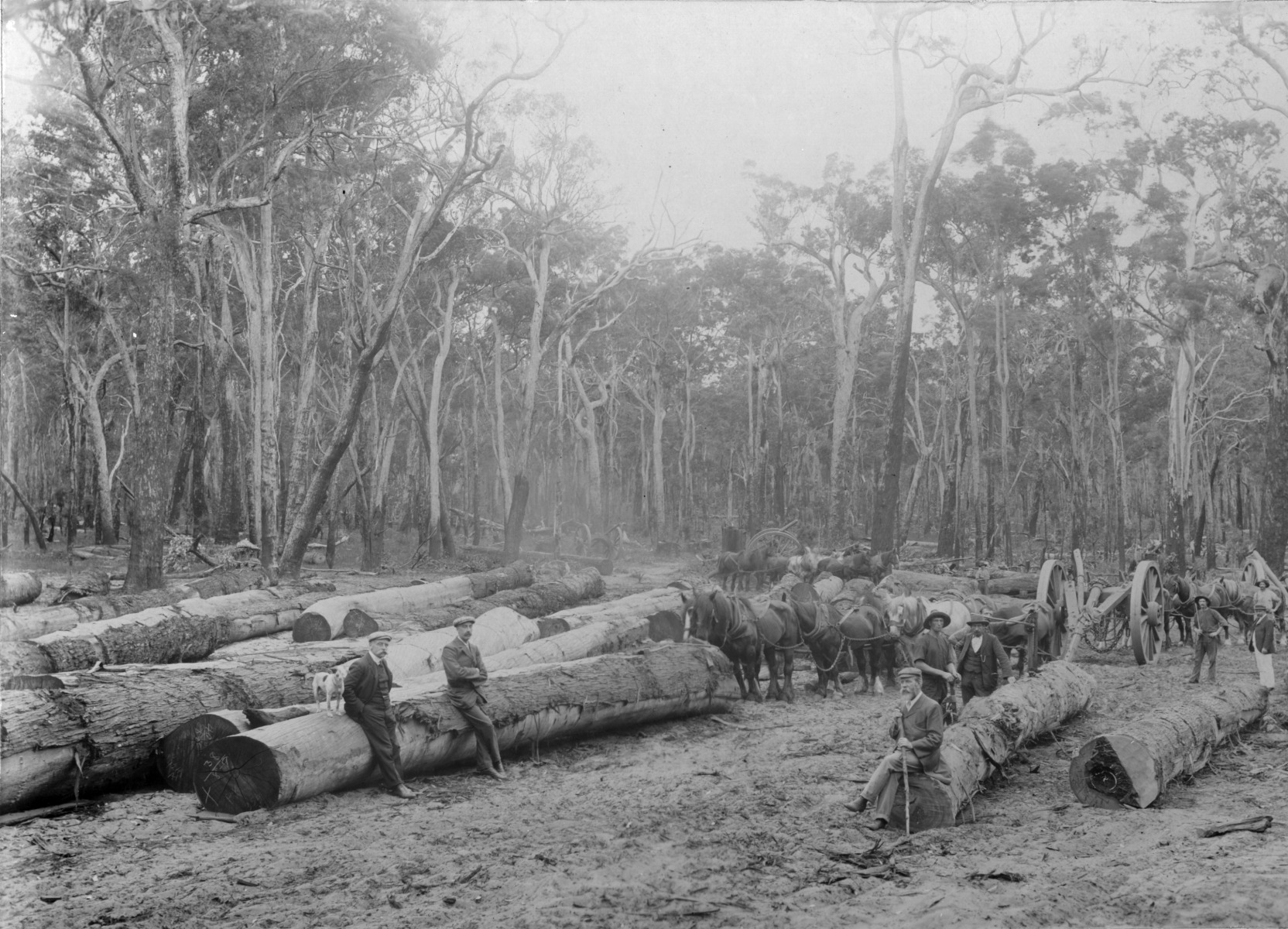 Working bullocks near Glen Mutchskin [picture] / T. Exelby, Greenbushes ...