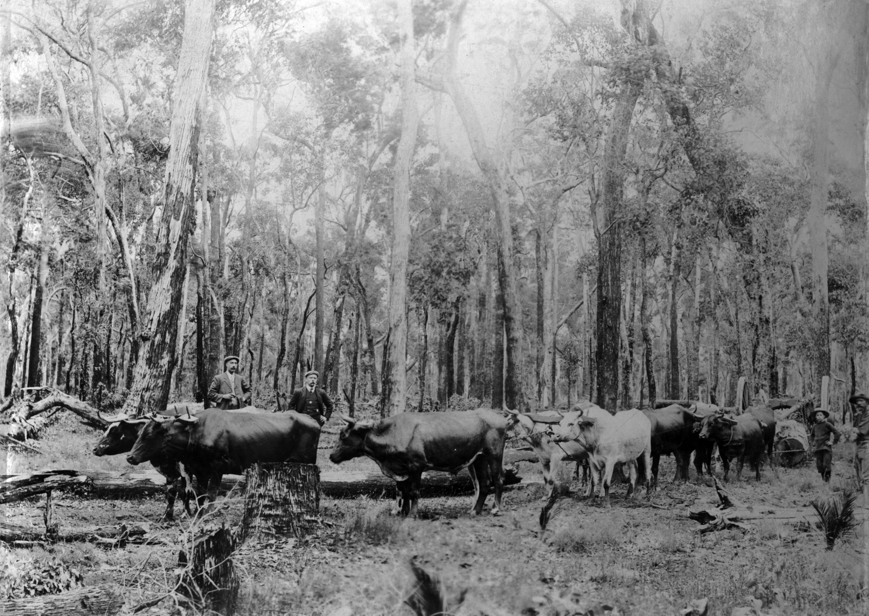 Working bullocks near Glen Mutchskin [picture] / T. Exelby, Greenbushes ...