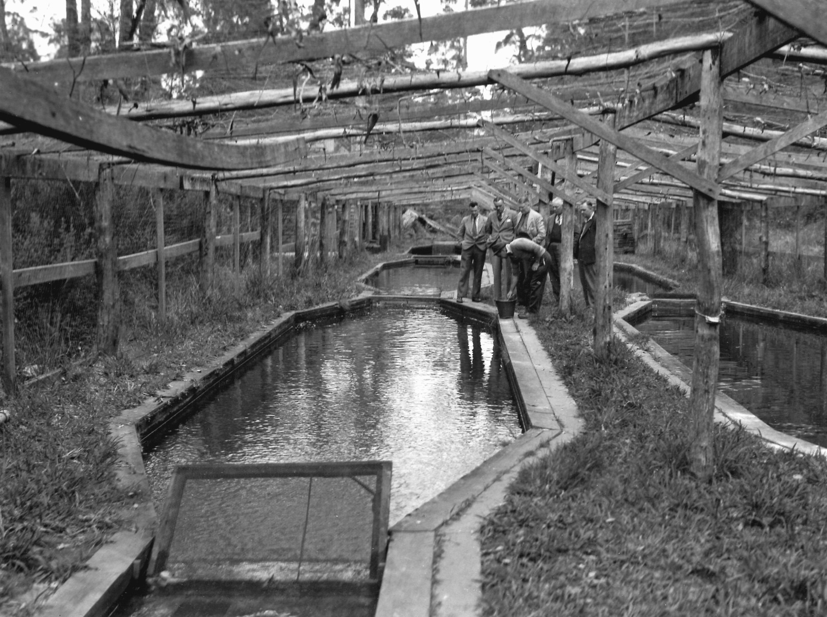 Pemberton Trout Hatchery [picture] State Library of Western Australia