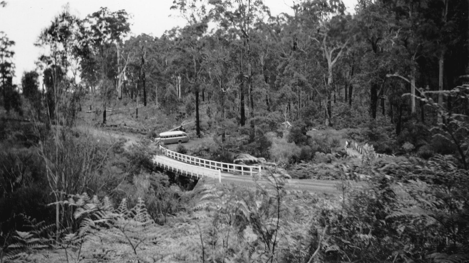 One Tree Bridge and the New Bridge, Manjimup [picture] - JPG 477.7 KB