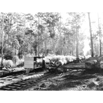 Loading rake, Shannon River Mill logging railway [picture]