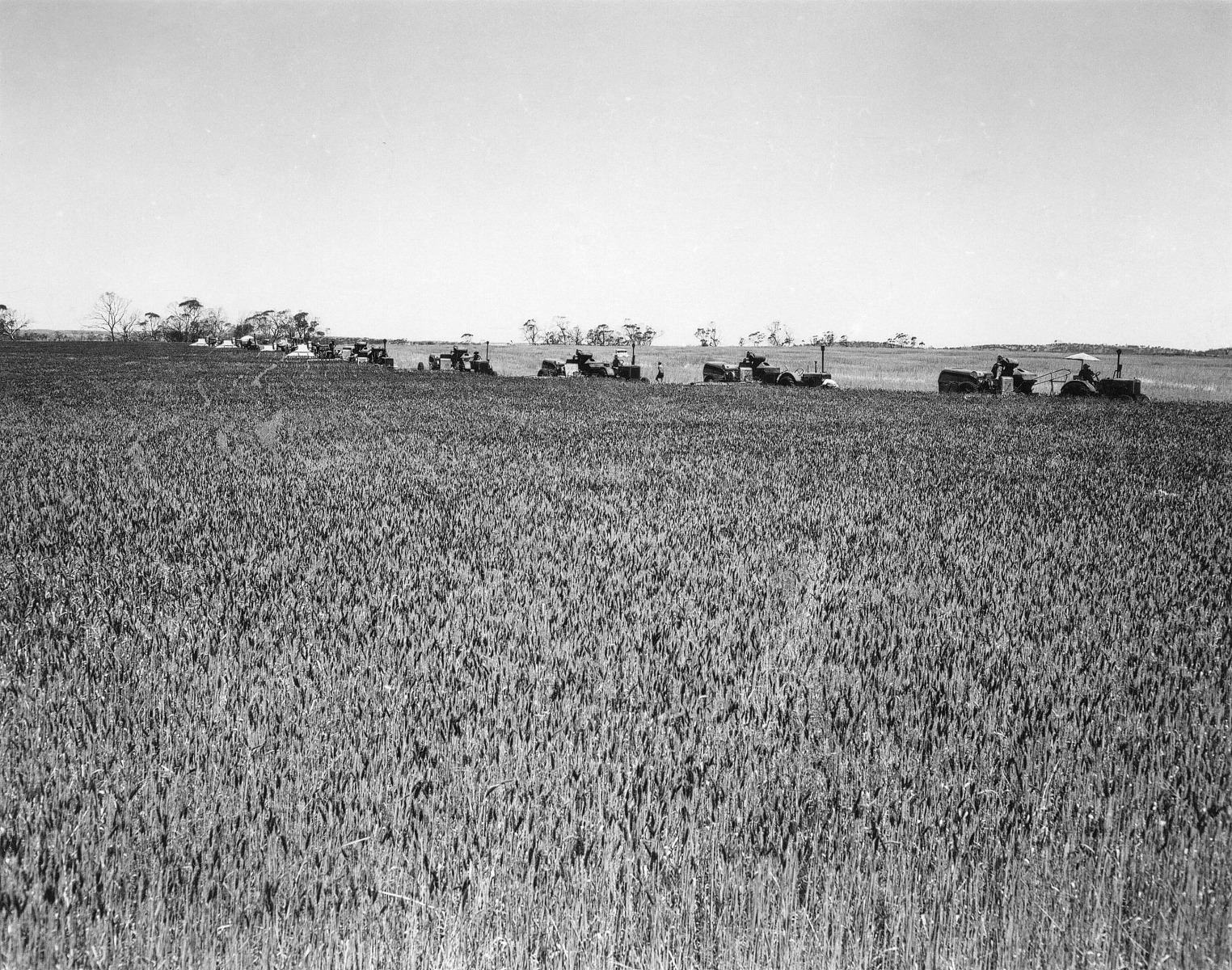 Harvesting wheat, Erregulla Springs, Mingenew [picture] - JPG 833.7 KB