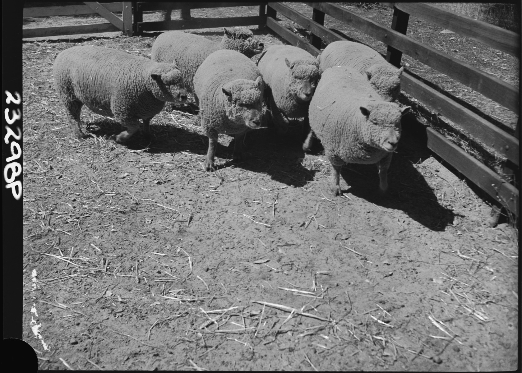 Elder, Smith livestock sale yards JPG 577.0 KB