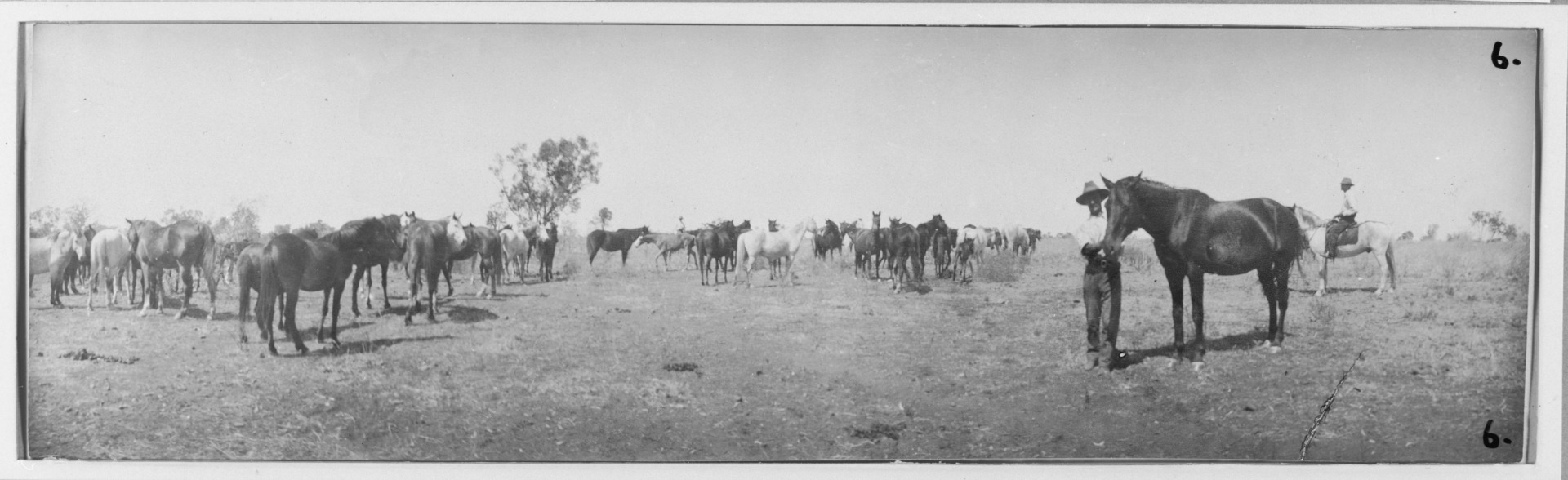 Argyle Downs station homestead with sheep, goats, horses and cattle ...