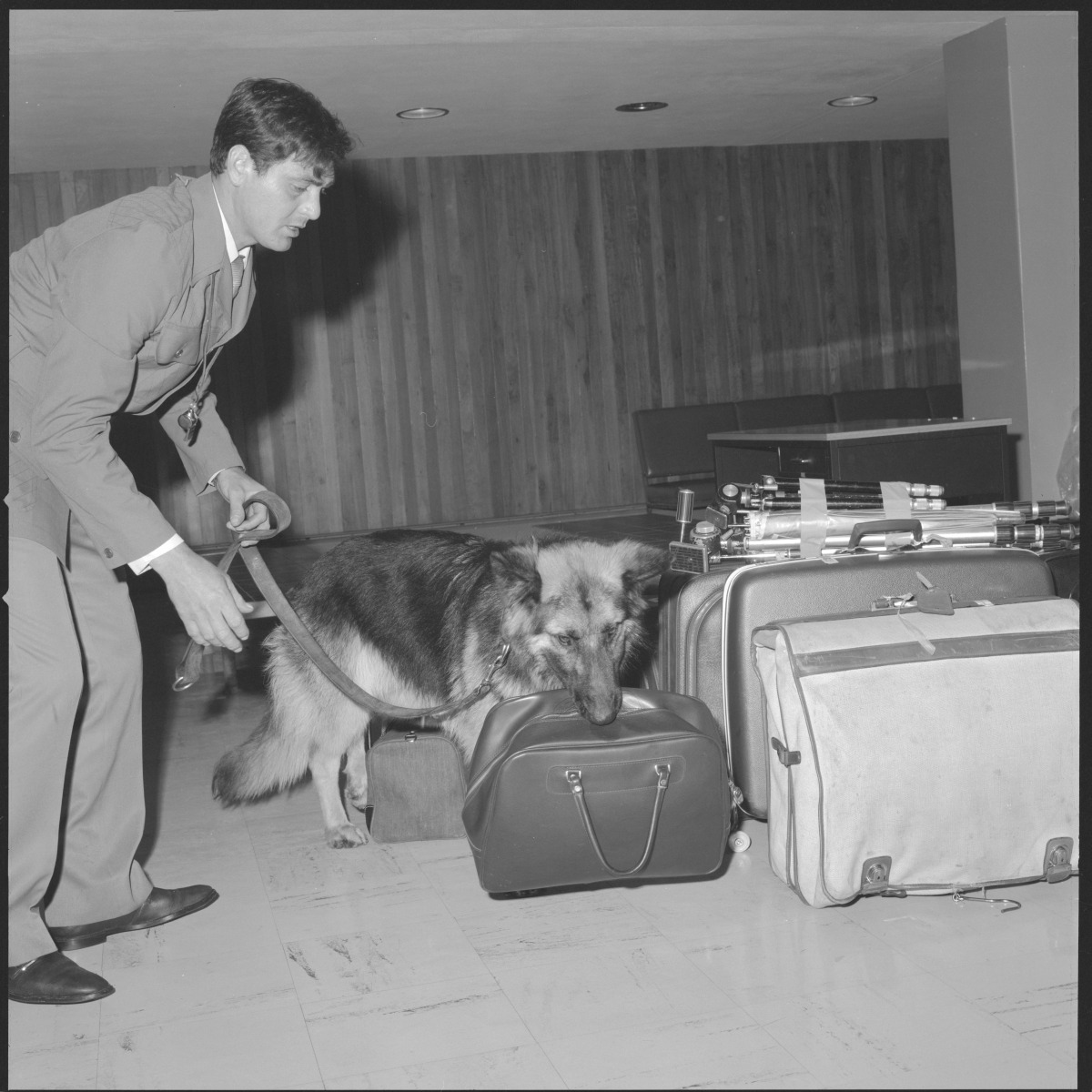 Sniffer dog demonstration at Perth Airport JPG 250.2 KB