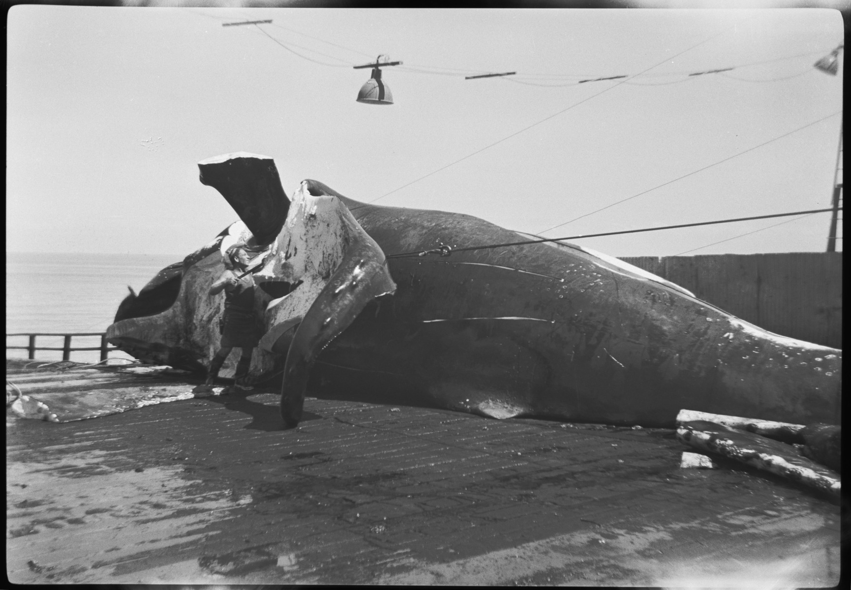 Whaling Station at Babbage Island, Carnarvon - State Library of Western ...