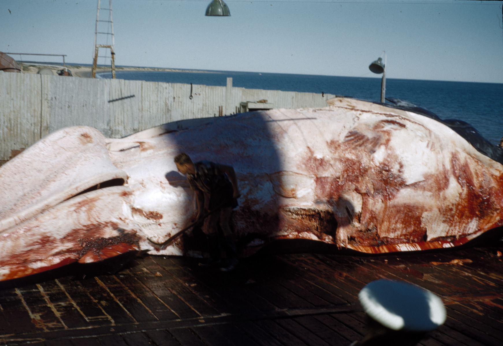 Whale flensing Carnarvon - JPG 519.0 KB
