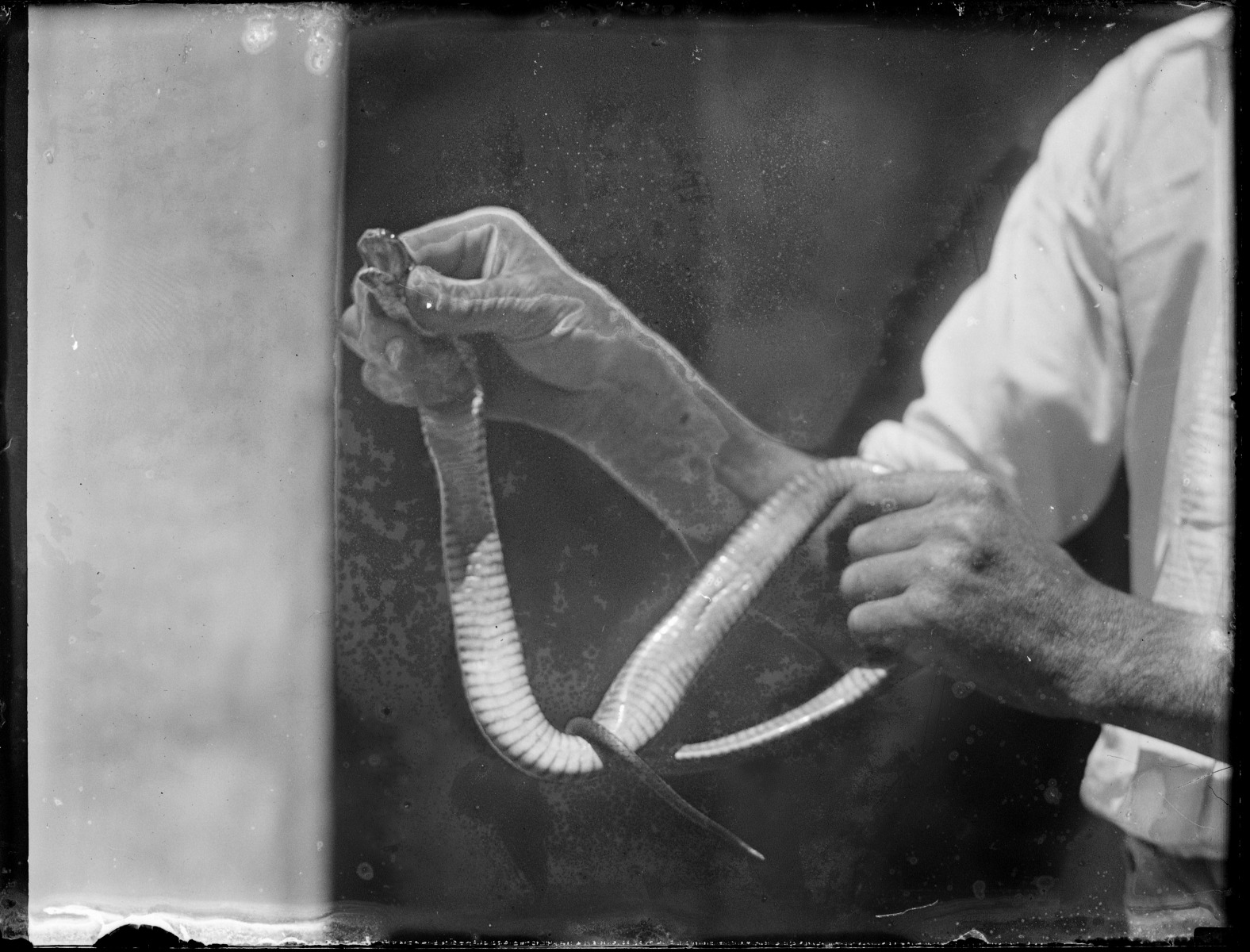 Rocky Vane, snake handler State Library of Western Australia