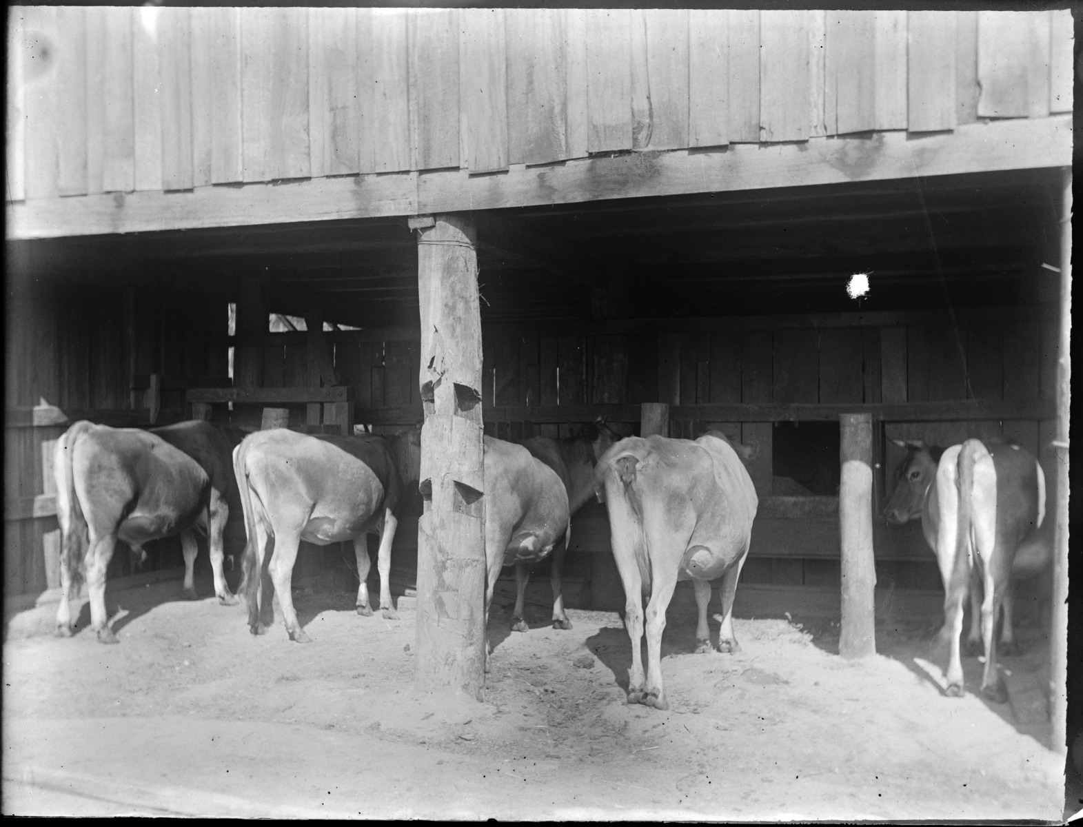 Group Settlement Farm Buildings And Animals State Library Of Western group-settlement-farm-buildings-and-animals-state-library-of-western