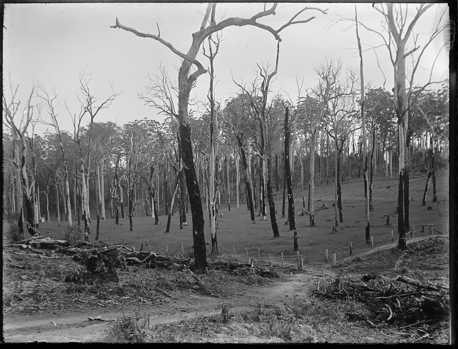 Clearing Land By Ringbarking And Burning - State Library Of Western 