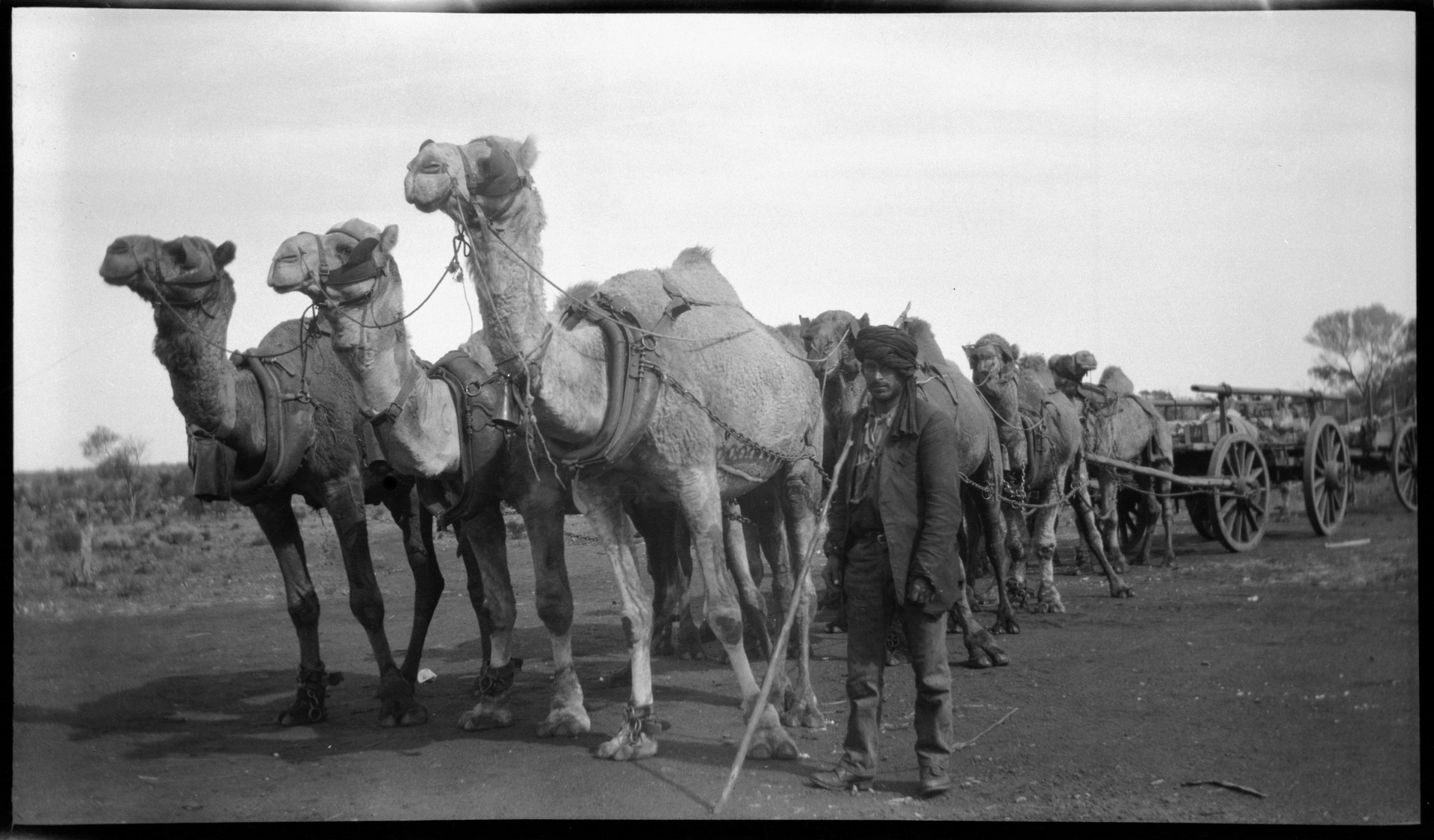 Afghans and camels - State Library of Western Australia