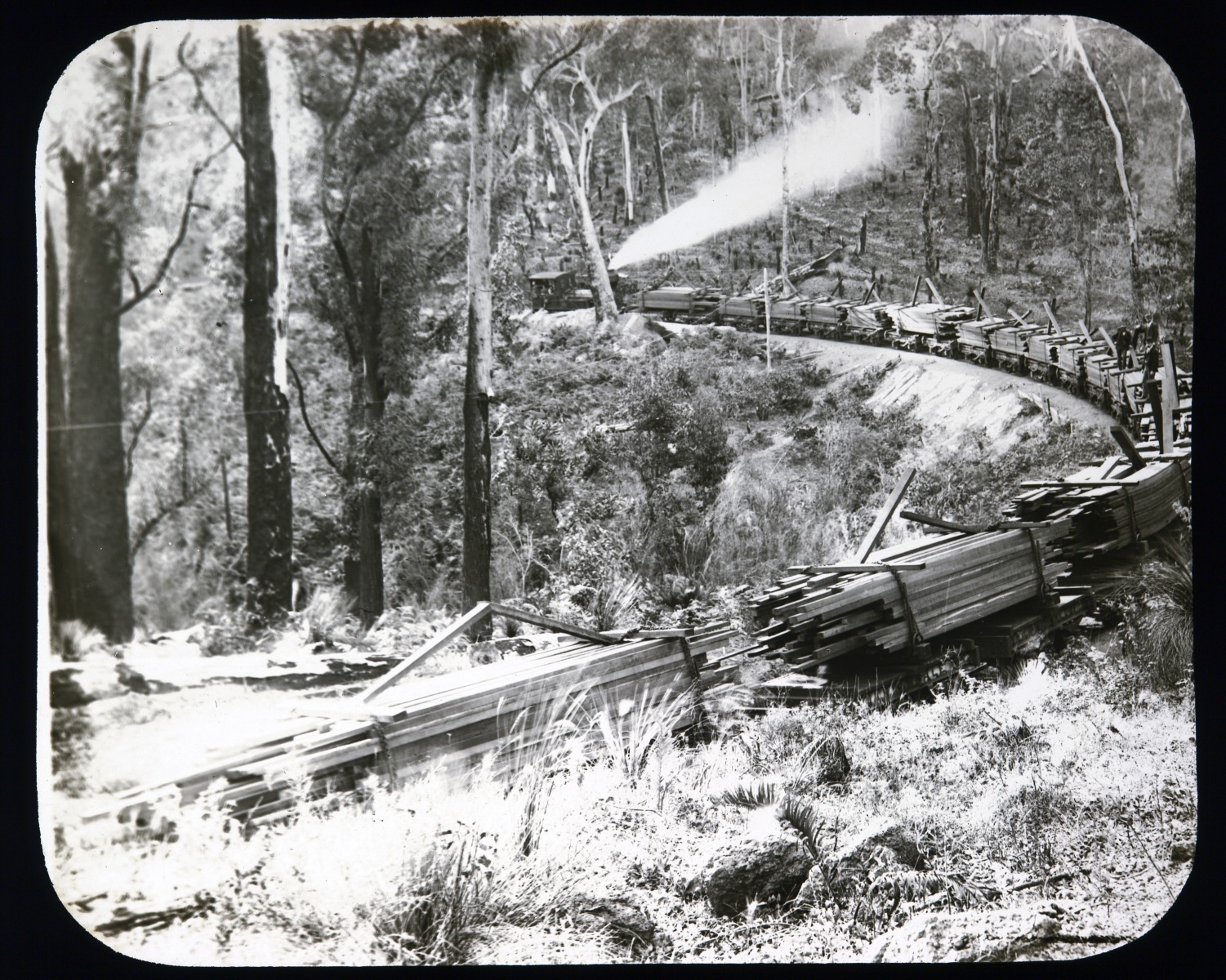 Locomotive hauling cut timber planks through the bush - JPG 603.9 KB
