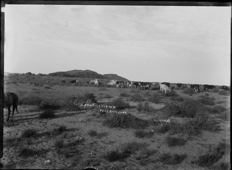Cattle awaiting shipment, Point Sampson (ie Samson) State Library of