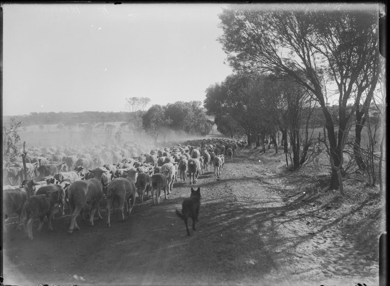Droving sheep near Meckering - State Library of Western Australia