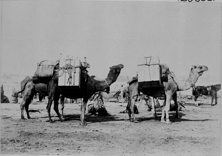 The Transcontinental Railway Survey expedition at Kanowna, May 1901 ...